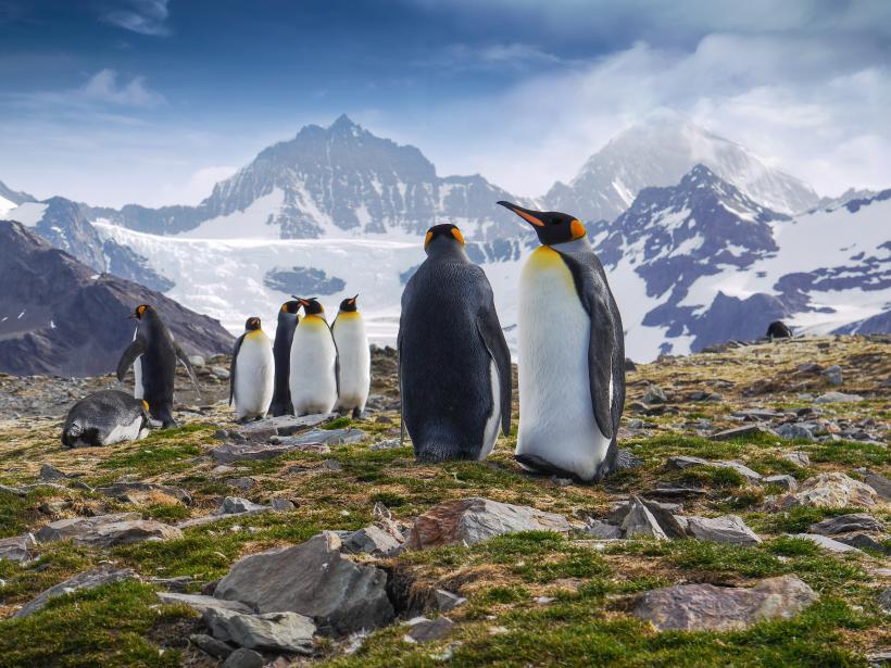 South Georgia is home to 450,000 pairs of king penguins