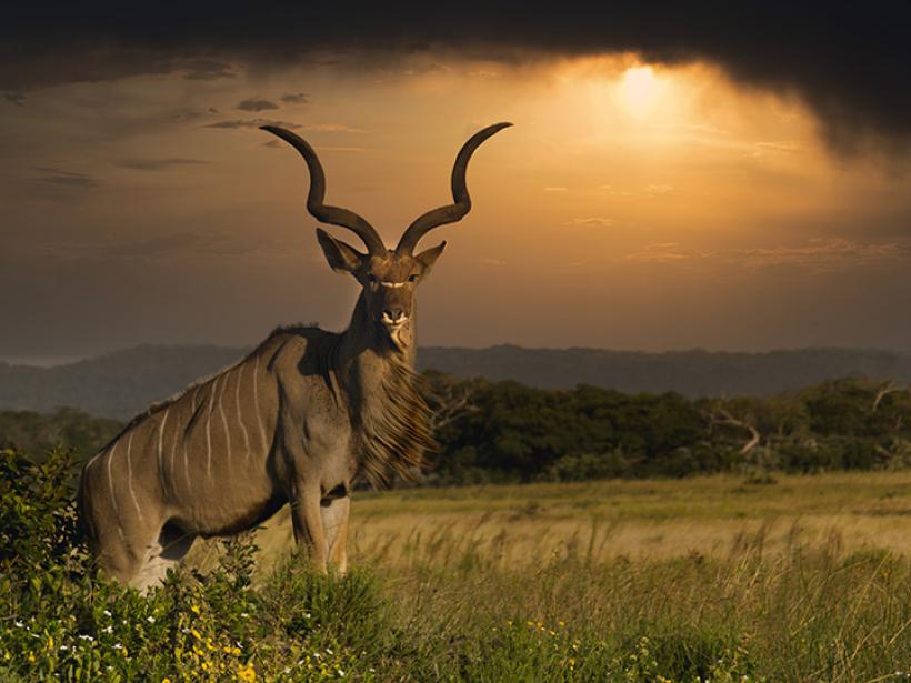 Zimbabwe boasts some of the largest National Parks in Africa