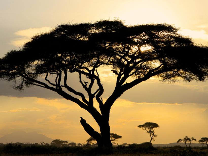 Admire the natural silhouette of the Acacia tree backlit against a Kenyan sunset