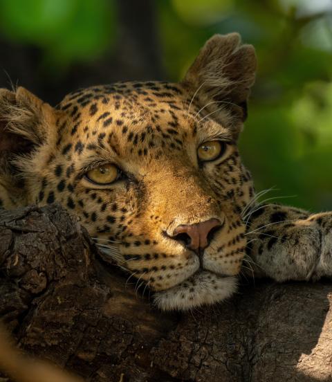 Leopard sitting in a tree in Chobe National Park - Botswana