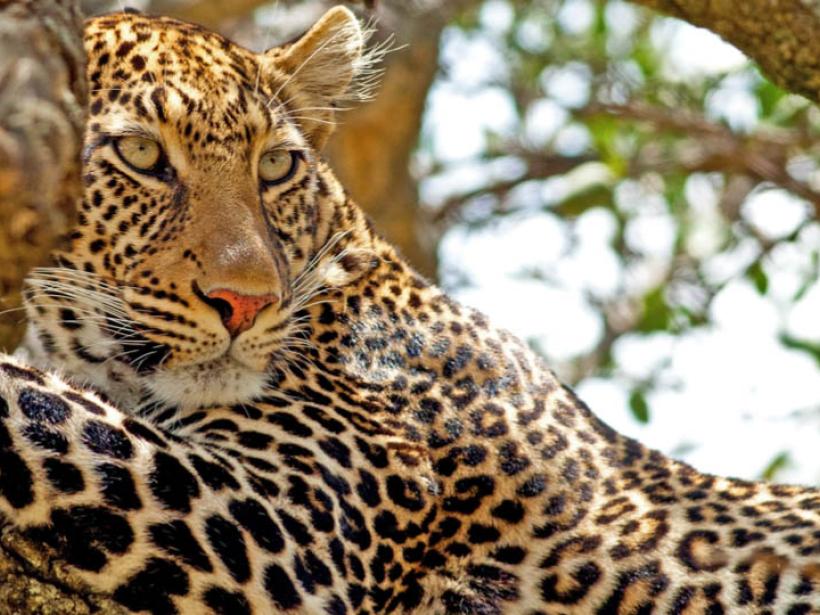 A leopard in Masai Mara National Park