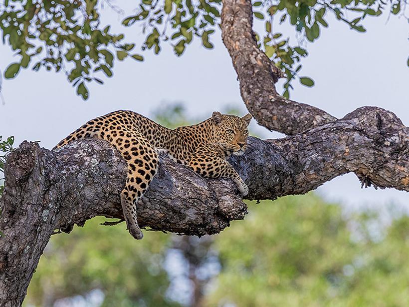 A leopard stands out during the emerald season - a great photo opportunity on your Zambia vacation.