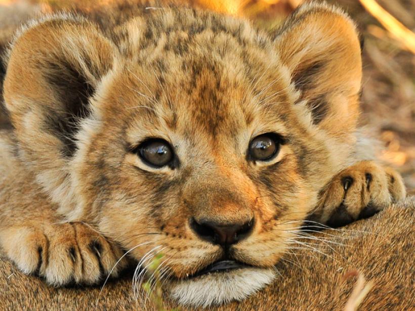 Wildlife and beauty - the ultimate Tanzania vacation.