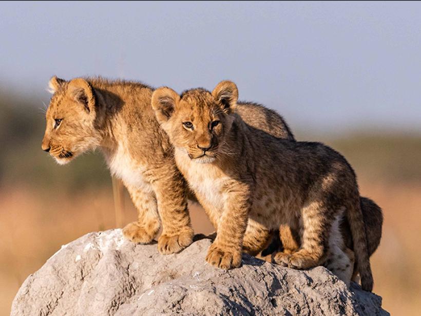 View the joy of innocence through young wildlife