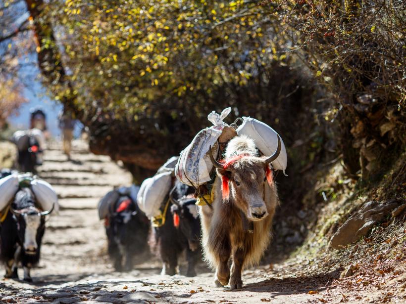 Yaks carrying weight in Nepal