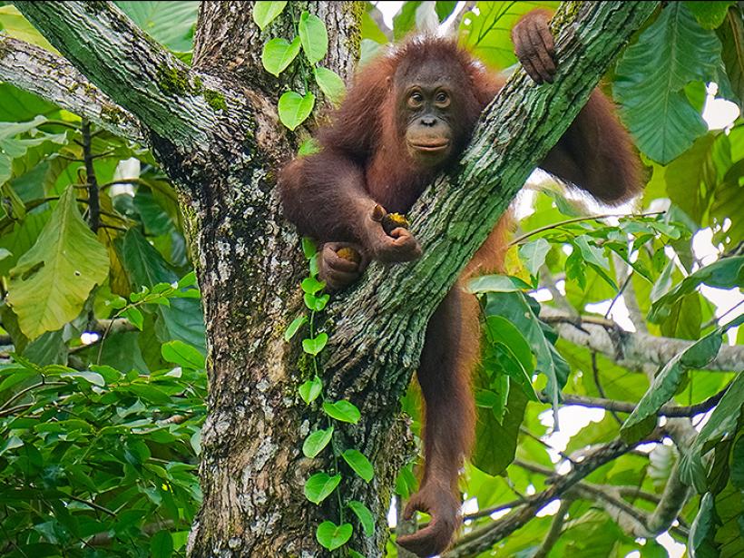 Borneo is home to a wide range of wildlife including orangutans and clouded leopards