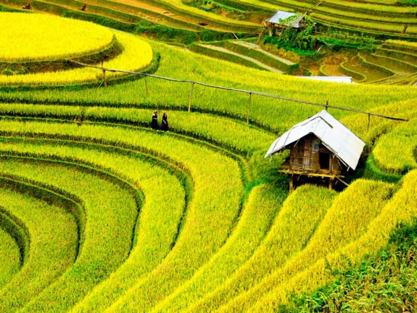 Birdseye view of rice fields in Vietnam