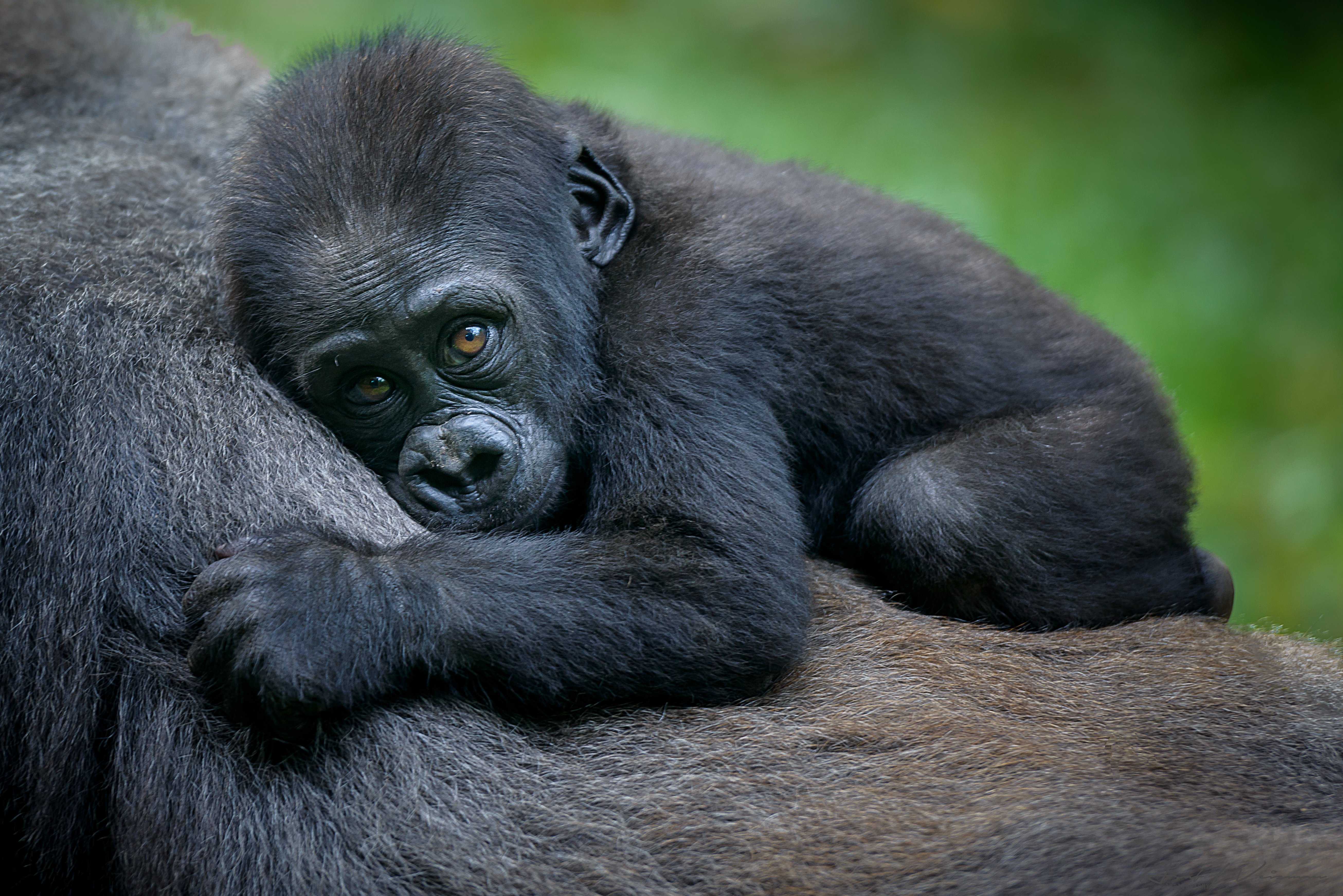 Baby Mountain Gorilla - Rwanda