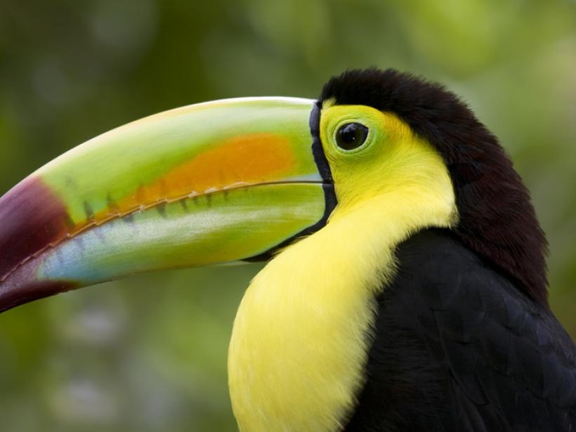 Colourful Toucans – are a popular photo opportunity while on Belize vacations