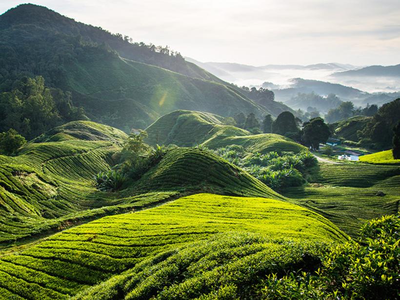 Visiting a tea plantation on the Cameron Highlands is always a popular choice when booking one of our Malaysia vacations.