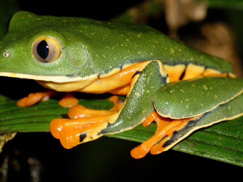 Splendid Leaf Frog