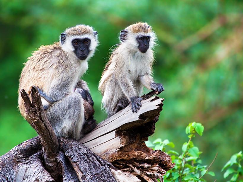 Vervet monkeys make for a great photo opportunity while on your Zimbabwe vacation.