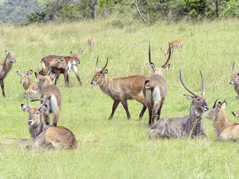 Waterbuck in Akagera National Park