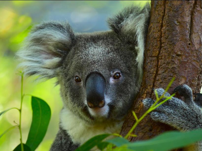 Cozy up to a koala in person and make memories with an Australian icon