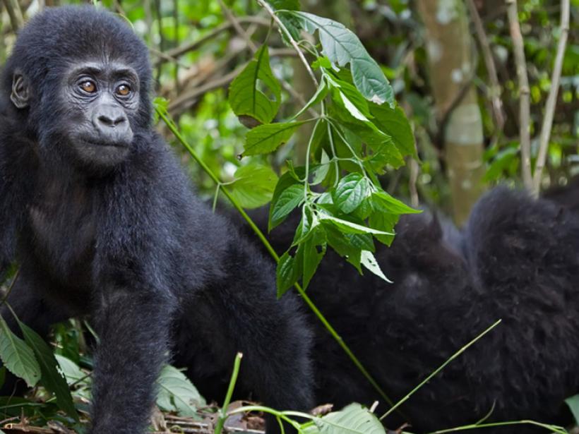 A large silverback mountain gorilla - the ultimate photo opportunity on your Rwanda gorilla trek.