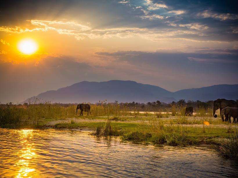 elephants at sunrise along the waters of the Zambezi River in Lower Zambezi National Park, Zambia.