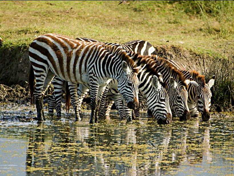 Zebras at the water holes - a great photo opportunity on all Botswana tours.