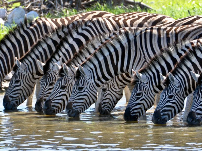 Zebras at a watering hole - a perfect photo opportunity while on your Tanzania safaris.